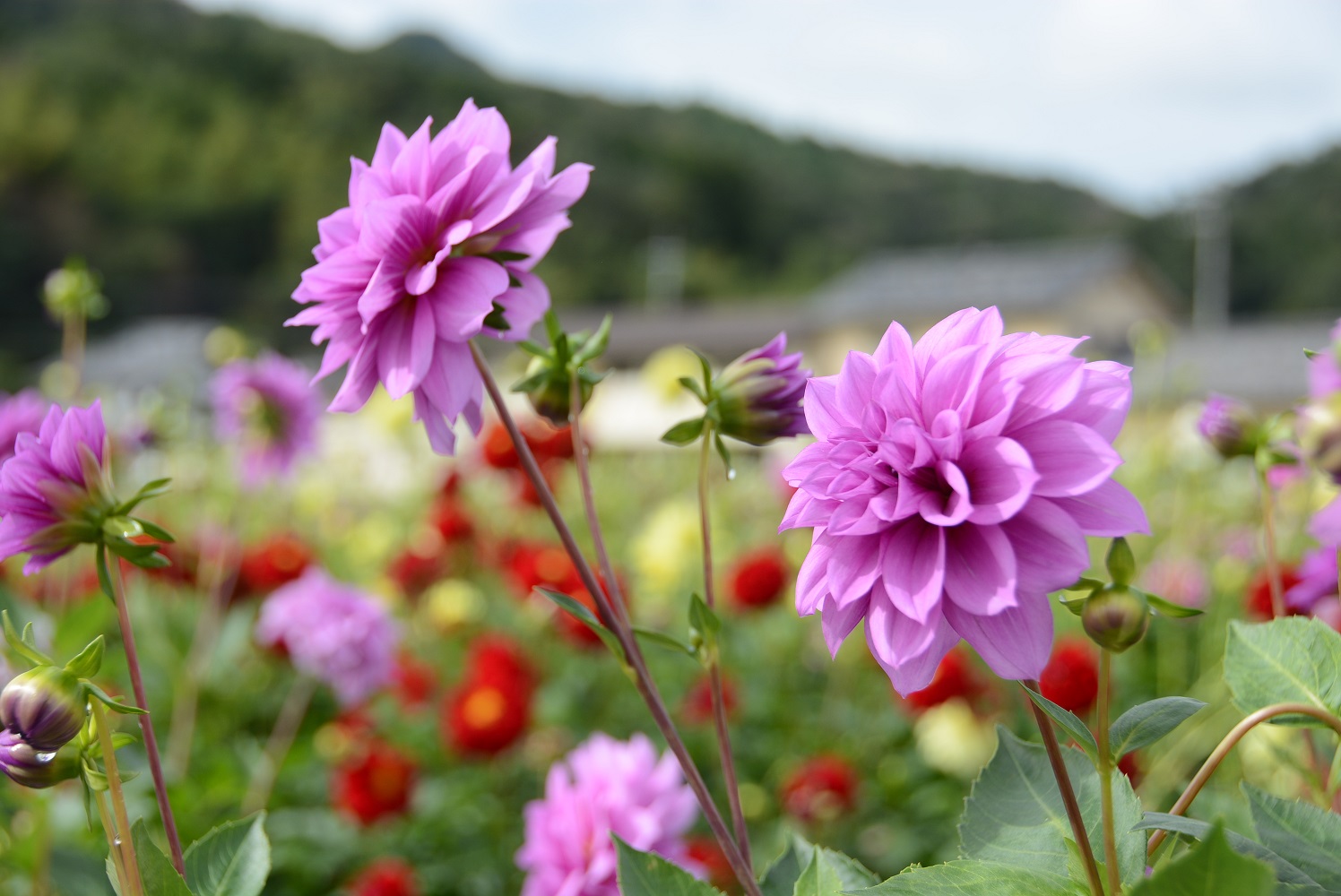 宝塚ダリア園の情報 おでかけルートのご提案 ぷらっと阪急