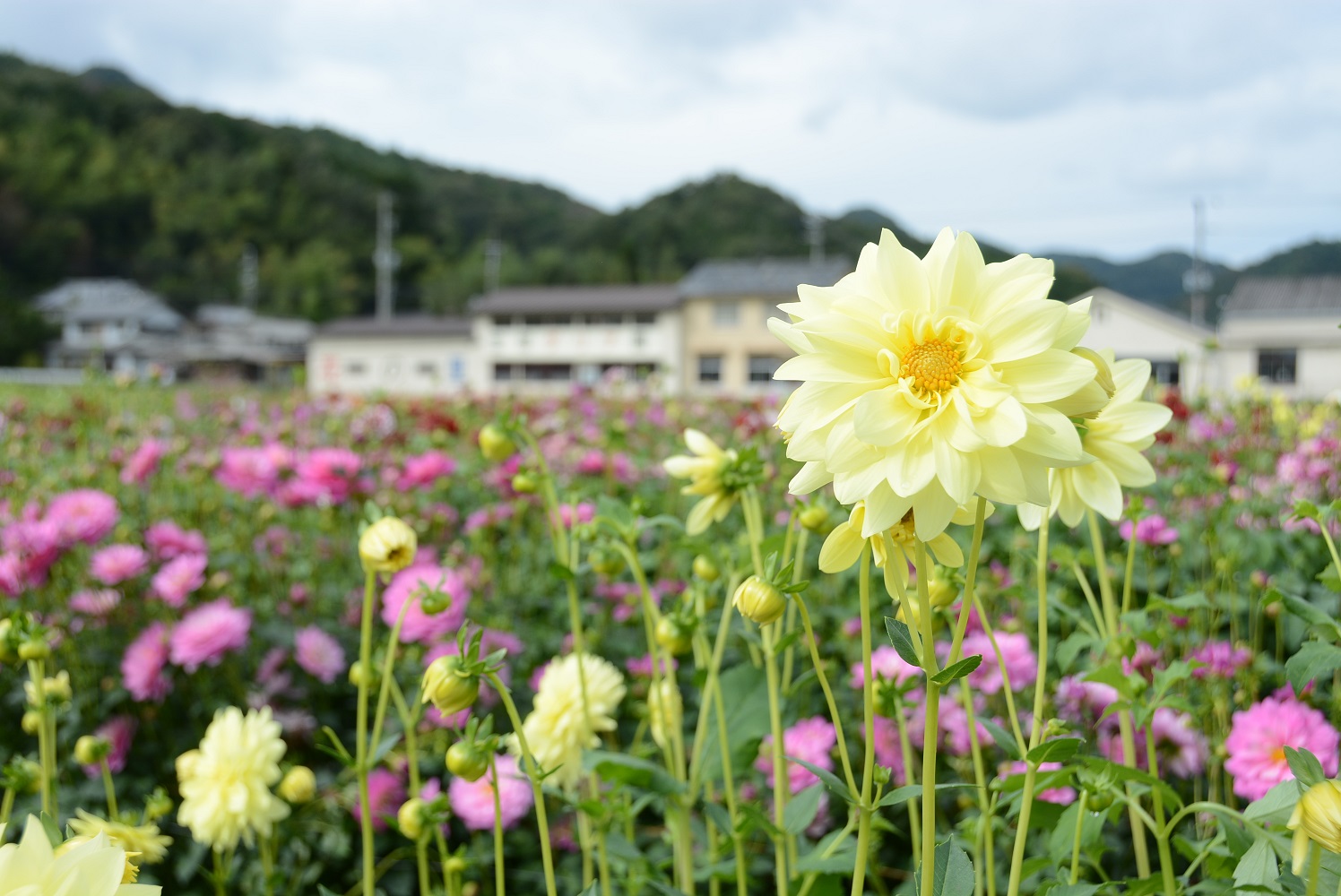 宝塚ダリア園の情報 おでかけルートのご提案 ぷらっと阪急